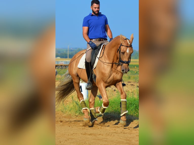 PRE Mestizo Caballo castrado 11 años 162 cm Palomino in Castuera