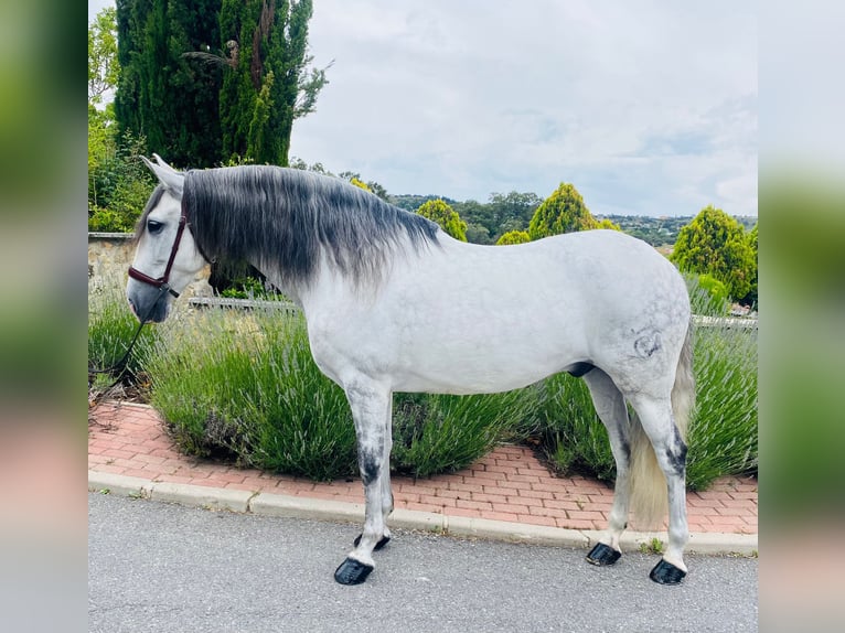 PRE Mestizo Caballo castrado 11 años 162 cm Tordo in Dueñas