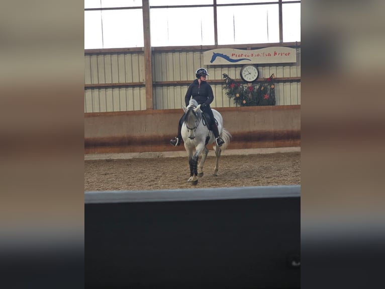 PRE Caballo castrado 11 años 162 cm Tordo in Steinen