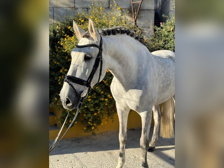 PRE Mestizo Caballo castrado 11 años 162 cm Tordo rodado in Martfeld