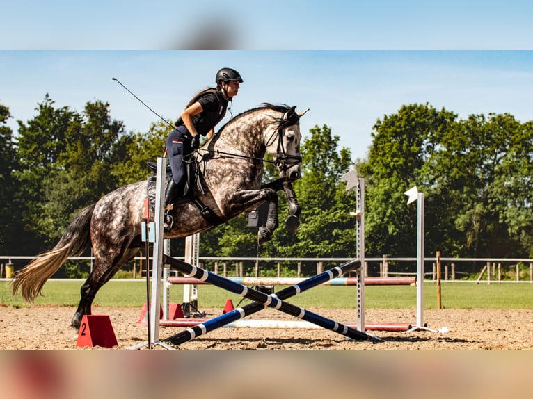 PRE Mestizo Caballo castrado 11 años 162 cm Tordo rodado in Biezenmortel