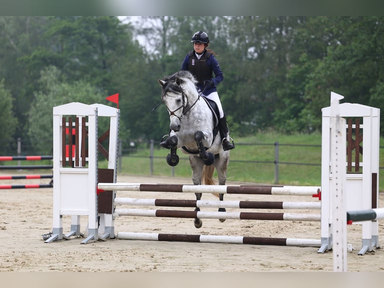 PRE Mestizo Caballo castrado 11 años 162 cm Tordo rodado in Biezenmortel