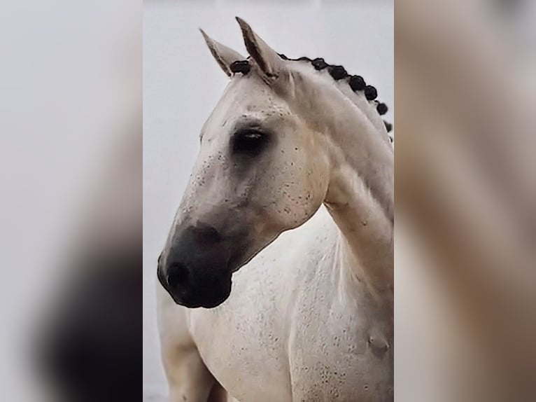 PRE Caballo castrado 11 años 163 cm Tordo in Sevilla