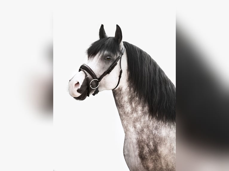 PRE Mestizo Caballo castrado 11 años 164 cm Tordo in Rebecq