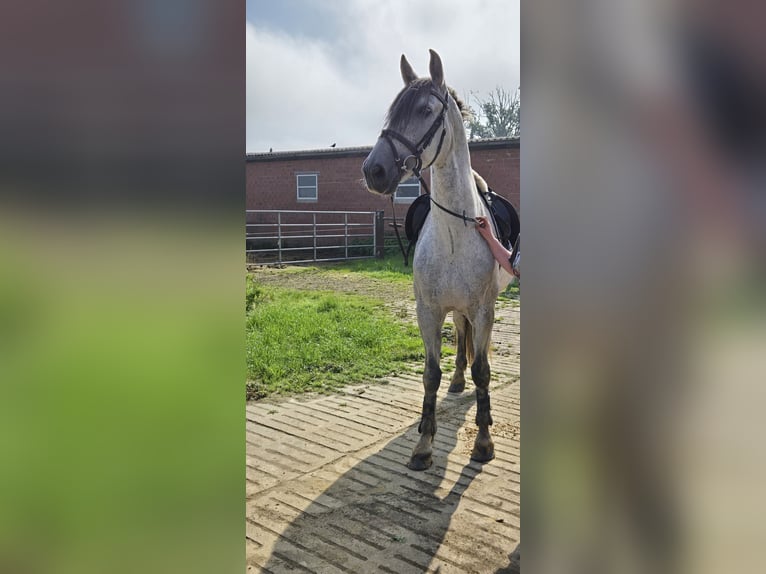 PRE Caballo castrado 11 años 164 cm Tordo rodado in Rheine