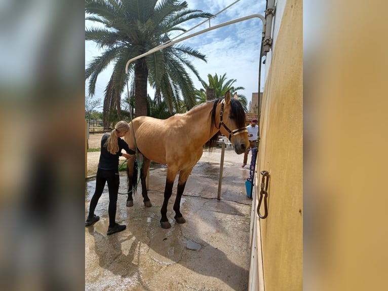 PRE Mestizo Caballo castrado 11 años 165 cm Buckskin/Bayo in Palma De Mallorca