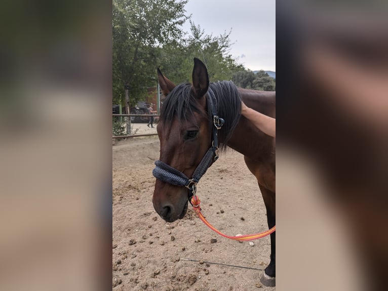 PRE Mestizo Caballo castrado 11 años 165 cm Castaño in Gavilanes