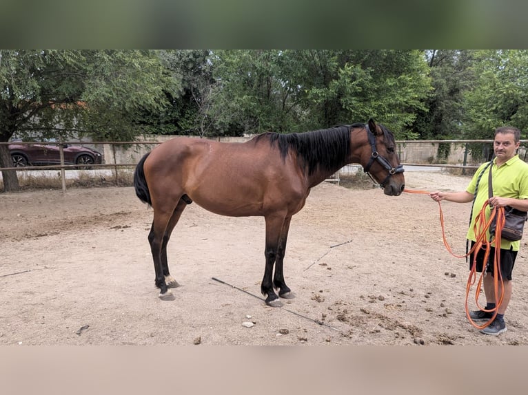 PRE Mestizo Caballo castrado 11 años 165 cm Castaño in Gavilanes