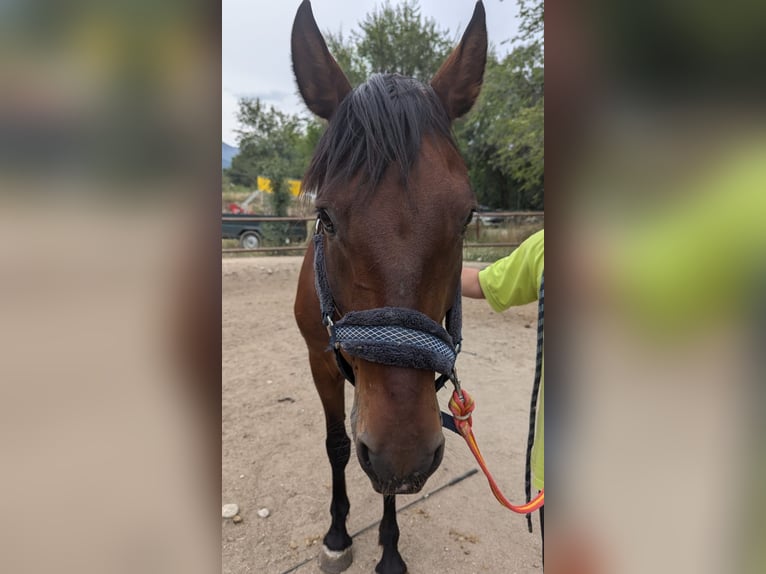 PRE Mestizo Caballo castrado 11 años 165 cm Castaño in Gavilanes