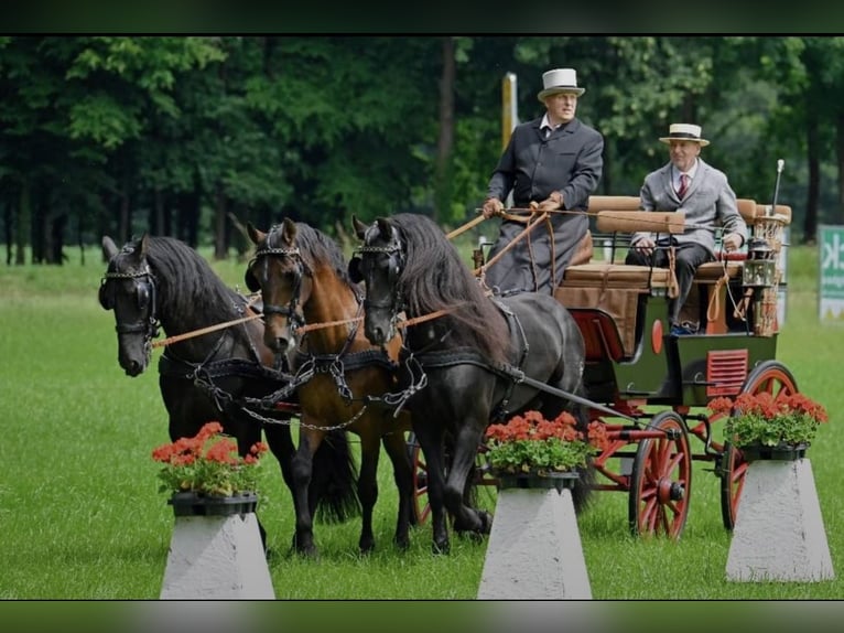 PRE Mestizo Caballo castrado 11 años 165 cm Castaño in Hille