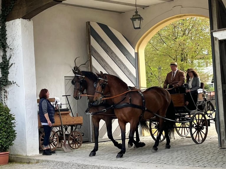 PRE Mestizo Caballo castrado 11 años 165 cm Castaño in Hille