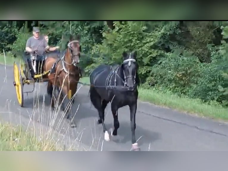PRE Mestizo Caballo castrado 11 años 165 cm Castaño in Hille