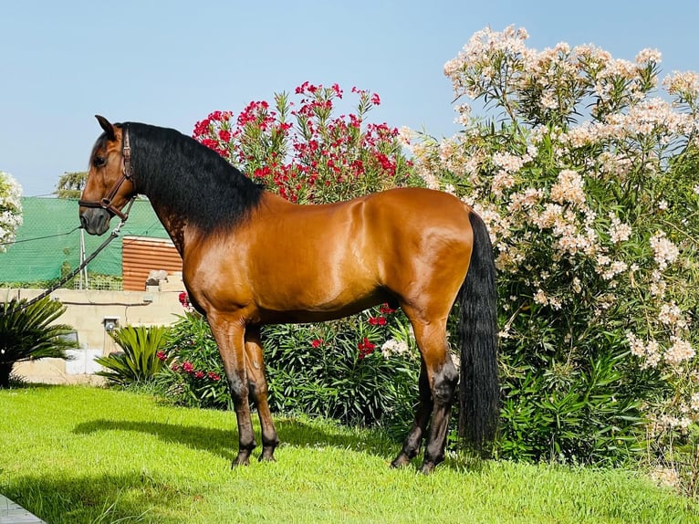 PRE Mestizo Caballo castrado 11 años 165 cm Castaño oscuro in Martfeld