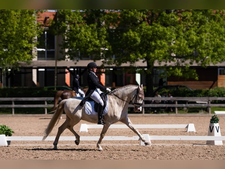 PRE Mestizo Caballo castrado 11 años 165 cm Cremello in Riga