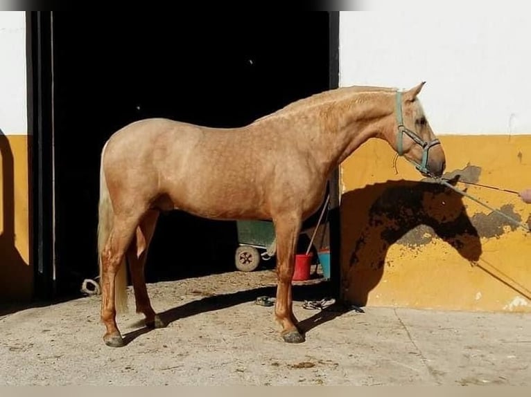 PRE Mestizo Caballo castrado 11 años 165 cm Palomino in Martfeld