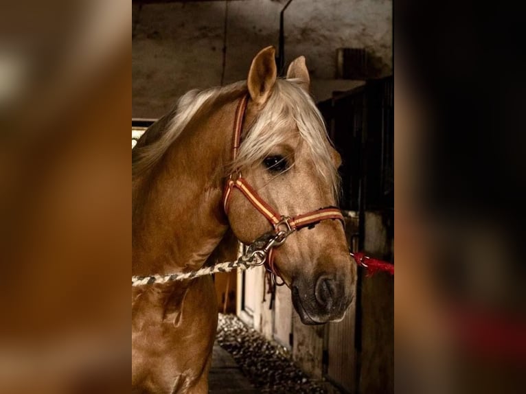 PRE Mestizo Caballo castrado 11 años 165 cm Palomino in Martfeld