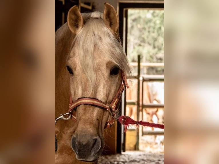 PRE Mestizo Caballo castrado 11 años 165 cm Palomino in Martfeld