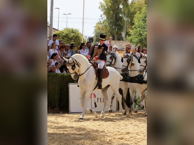 PRE Caballo castrado 11 años 165 cm Tordo in Almonte