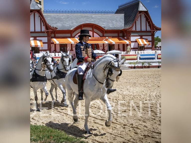 PRE Caballo castrado 11 años 165 cm Tordo in Almonte