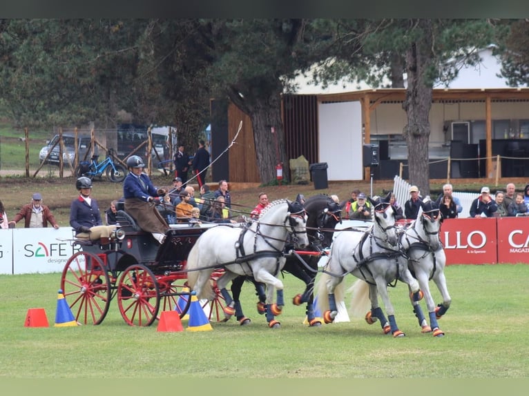 PRE Caballo castrado 11 años 165 cm Tordo in Almonte