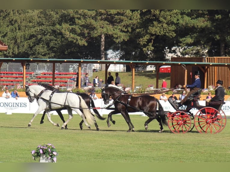 PRE Caballo castrado 11 años 165 cm Tordo in Almonte