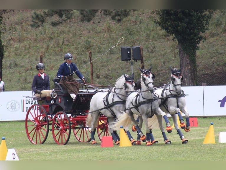 PRE Caballo castrado 11 años 165 cm Tordo in Almonte