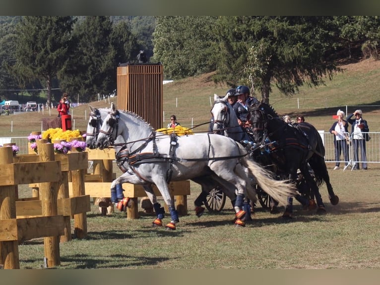 PRE Caballo castrado 11 años 165 cm Tordo in Almonte