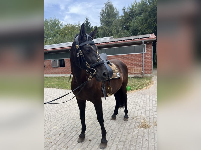 PRE Mestizo Caballo castrado 11 años 167 cm Morcillo in Stadthagen