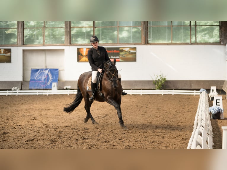 PRE Mestizo Caballo castrado 11 años 167 cm Morcillo in Stadthagen