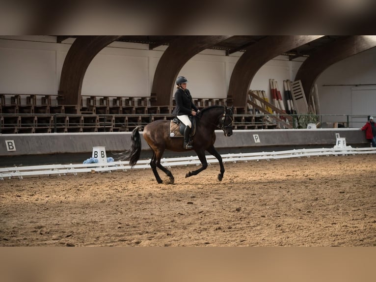 PRE Mestizo Caballo castrado 11 años 167 cm Morcillo in Stadthagen