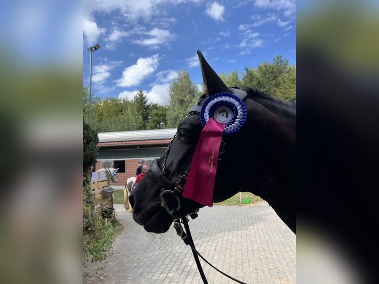 PRE Mestizo Caballo castrado 11 años 167 cm Morcillo in Stadthagen