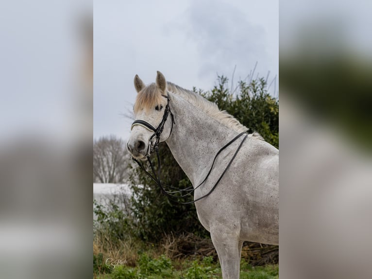 PRE Mestizo Caballo castrado 11 años 167 cm Tordo picazo in Almere