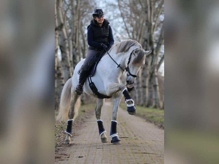 PRE Mestizo Caballo castrado 11 años 167 cm Tordo picazo in Almere