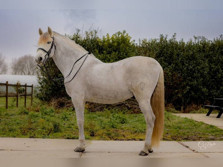 PRE Mestizo Caballo castrado 11 años 167 cm Tordo picazo in Almere