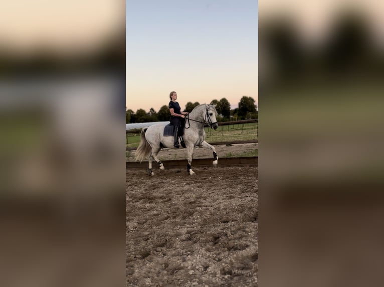 PRE Mestizo Caballo castrado 11 años 167 cm Tordo picazo in Almere