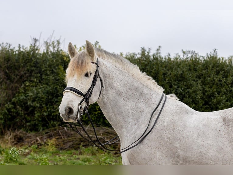 PRE Mestizo Caballo castrado 11 años 167 cm Tordo picazo in Almere