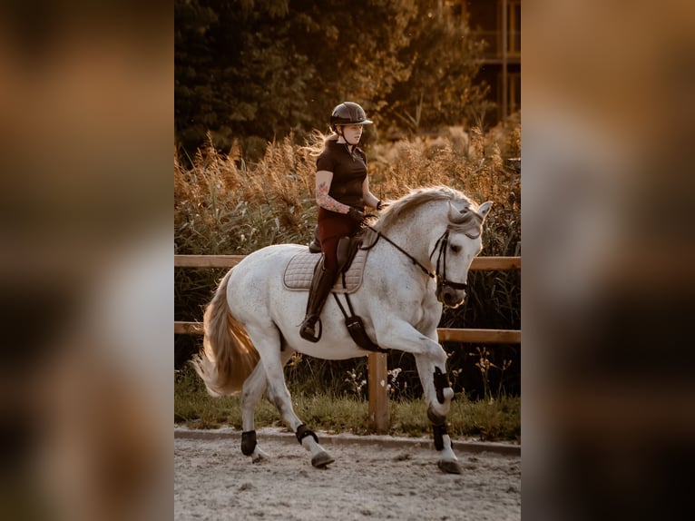 PRE Mestizo Caballo castrado 11 años 167 cm Tordo picazo in Almere