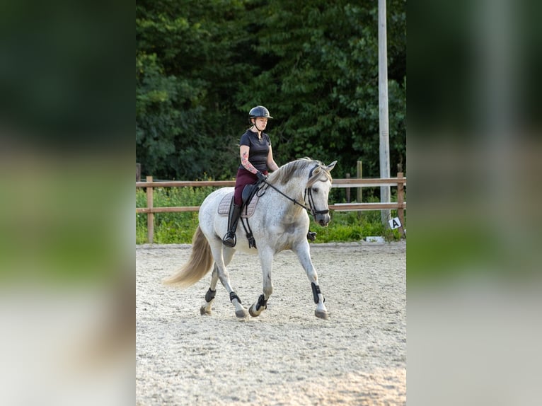 PRE Mestizo Caballo castrado 11 años 167 cm Tordo picazo in Almere