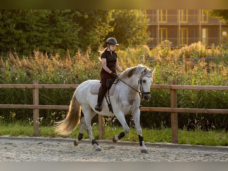 PRE Mestizo Caballo castrado 11 años 167 cm Tordo picazo in Almere