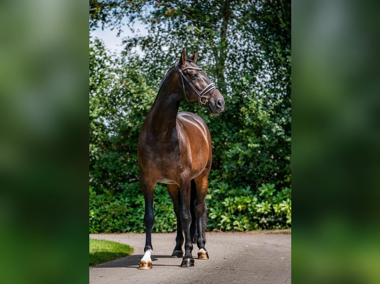 PRE Mestizo Caballo castrado 11 años 168 cm Castaño oscuro in Sottrum