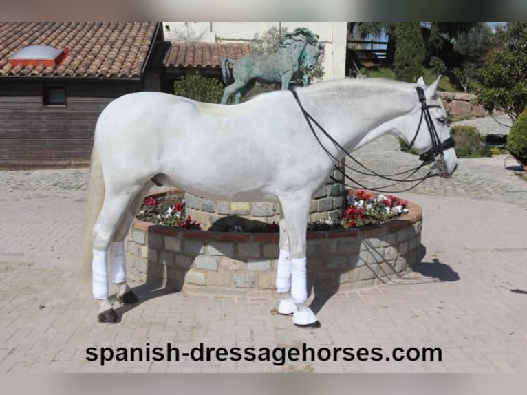 PRE Mestizo Caballo castrado 11 años 168 cm Tordo in Barcelona