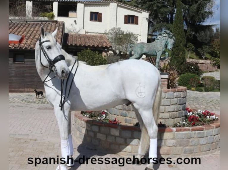 PRE Mestizo Caballo castrado 11 años 168 cm Tordo in Barcelona