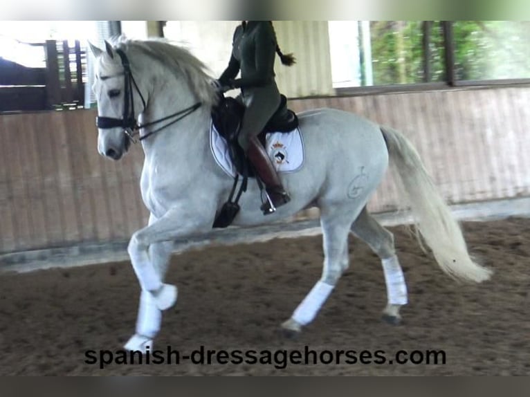 PRE Mestizo Caballo castrado 11 años 168 cm Tordo in Barcelona