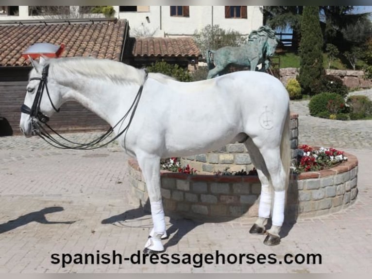 PRE Mestizo Caballo castrado 11 años 168 cm Tordo in Barcelona