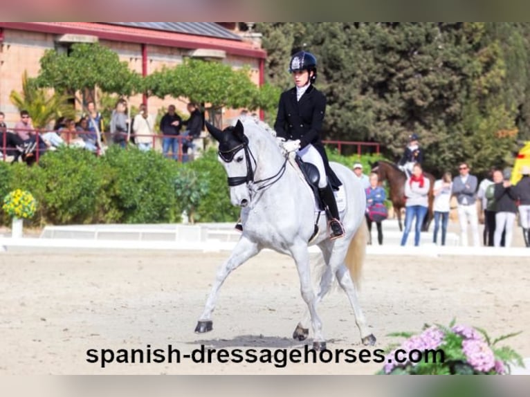 PRE Mestizo Caballo castrado 11 años 168 cm Tordo in Barcelona