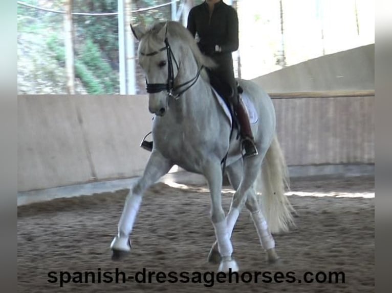 PRE Mestizo Caballo castrado 11 años 168 cm Tordo in Barcelona