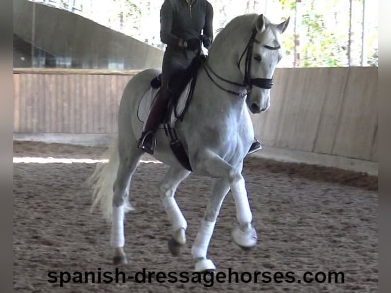 PRE Mestizo Caballo castrado 11 años 168 cm Tordo in Barcelona