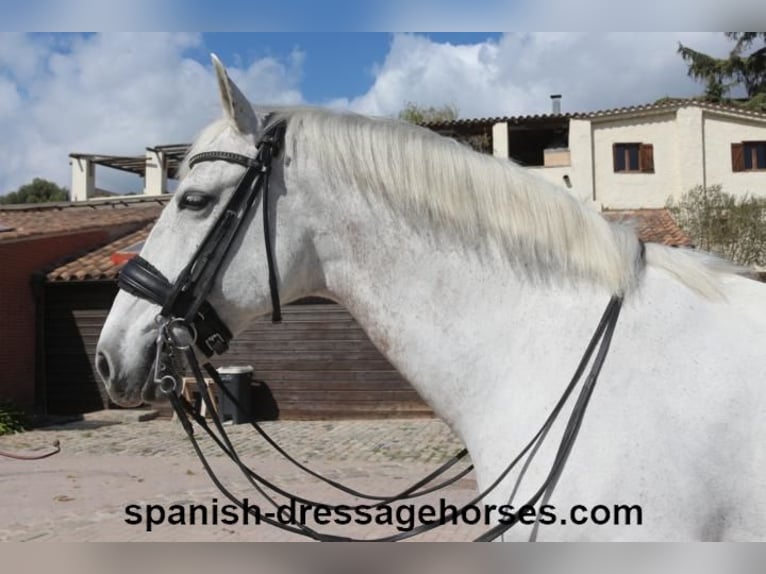 PRE Mestizo Caballo castrado 11 años 168 cm Tordo in Barcelona