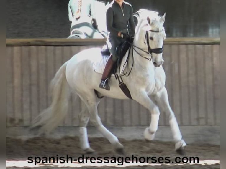 PRE Mestizo Caballo castrado 11 años 168 cm Tordo in Barcelona