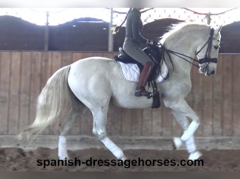 PRE Mestizo Caballo castrado 11 años 168 cm Tordo in Barcelona